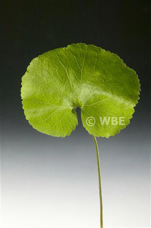 5x Sg galax urceolata