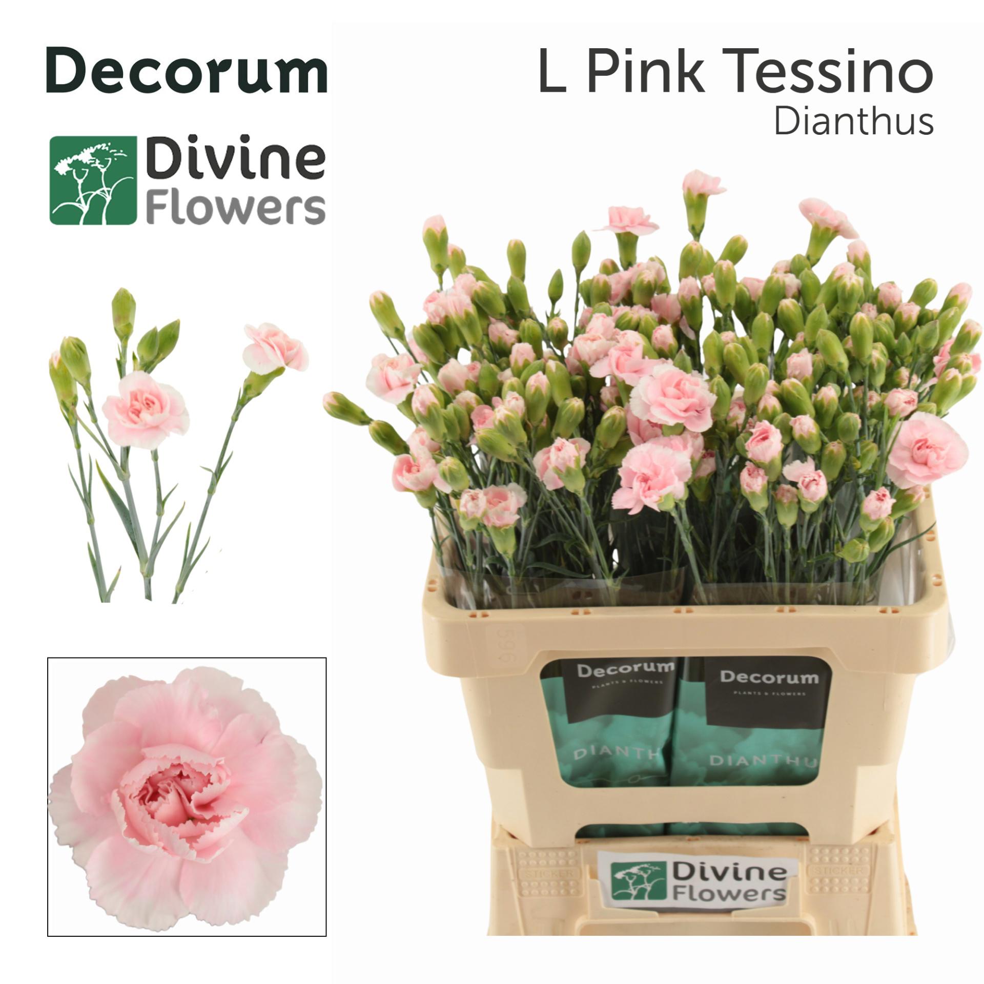 10x Dian.tr.l.pink tessino 60cm