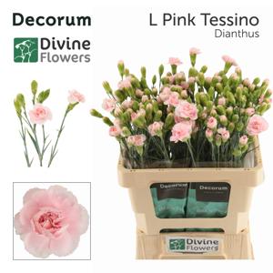 10x Dian.tr.l.pink tessino 60cm