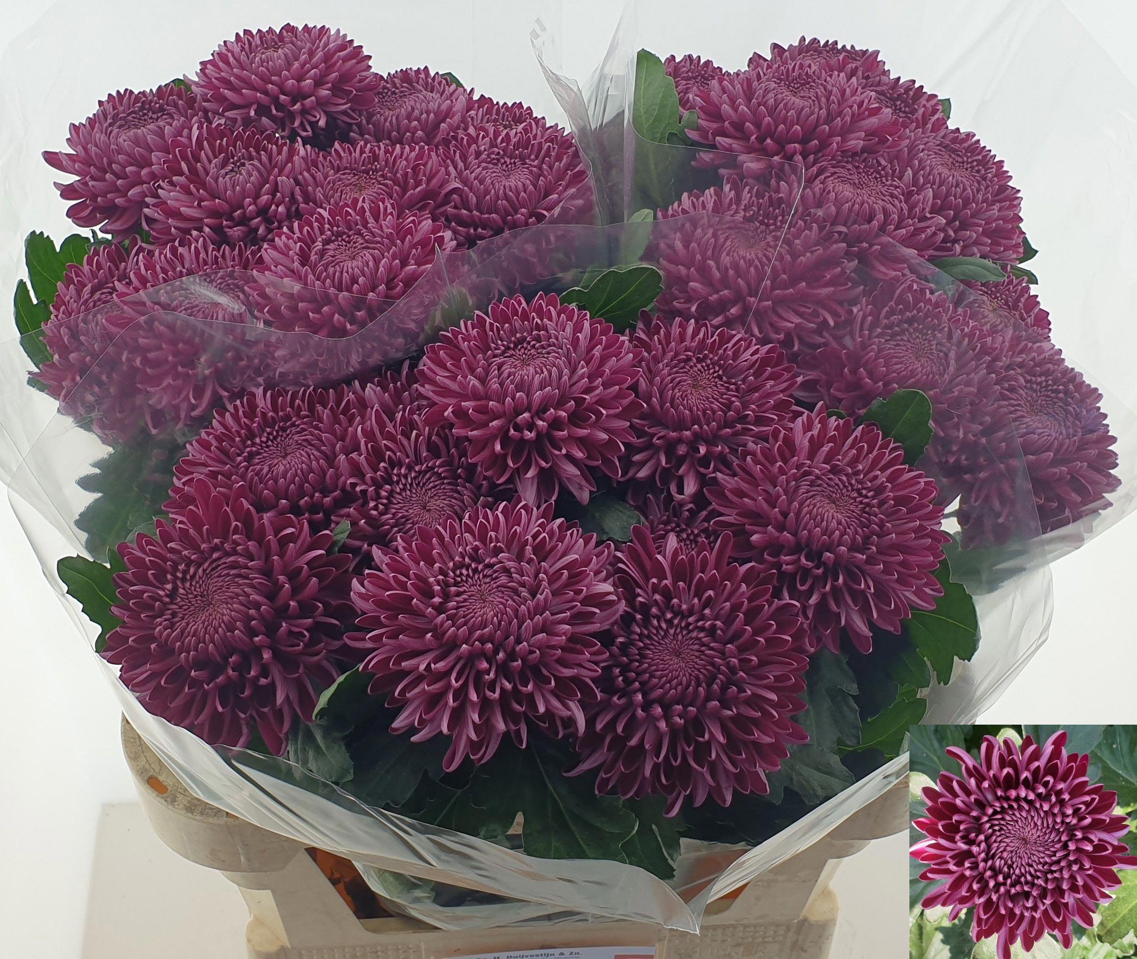 10x Chrysant bigoudi purple g 70cm