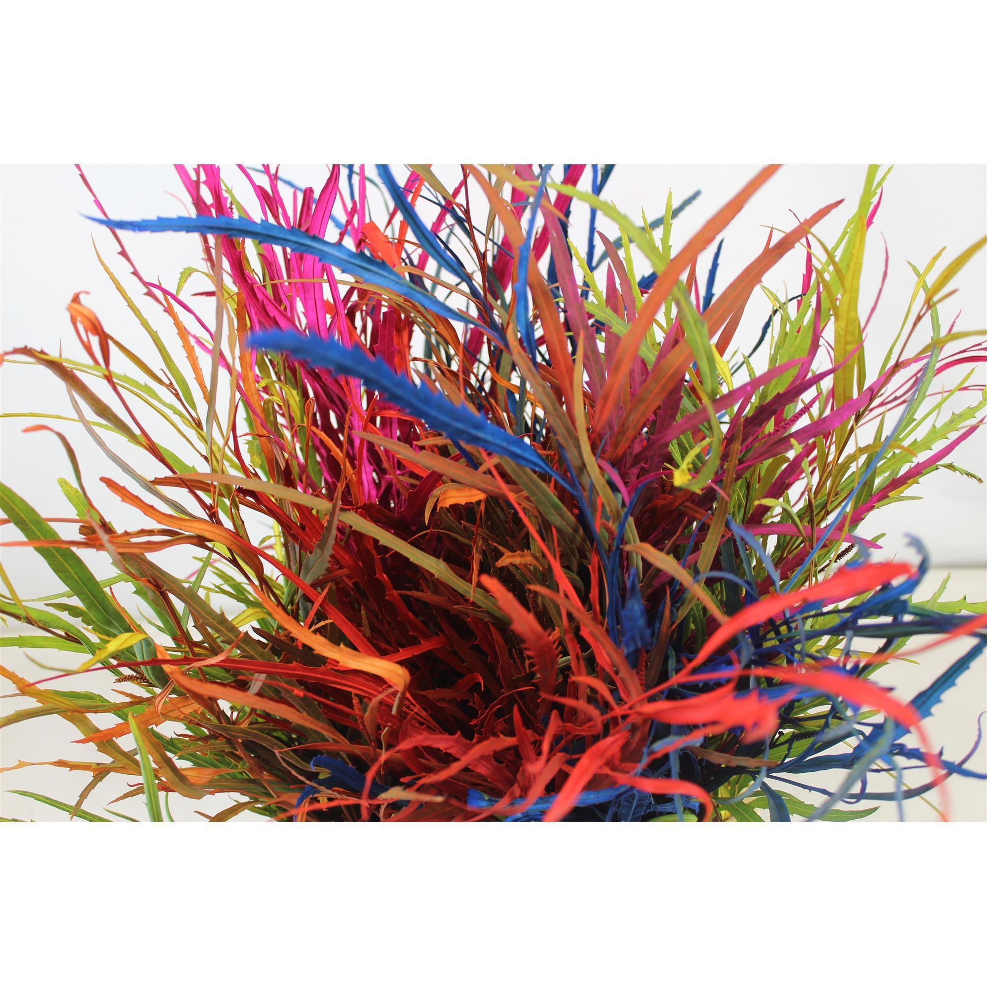 5x Sg grevil.bl.(v) mix var. 70cm