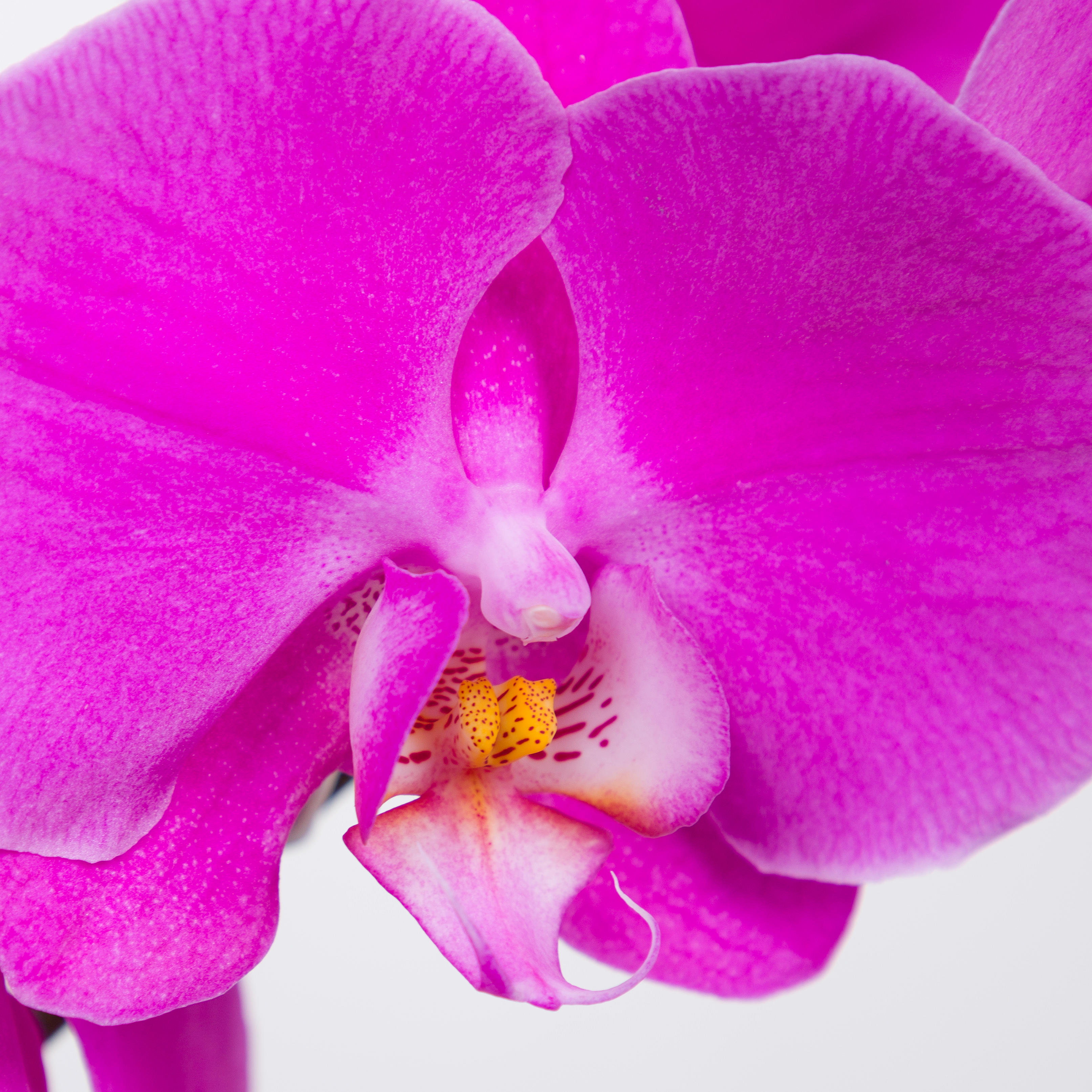 15x Phal.buffalo tak 50cm