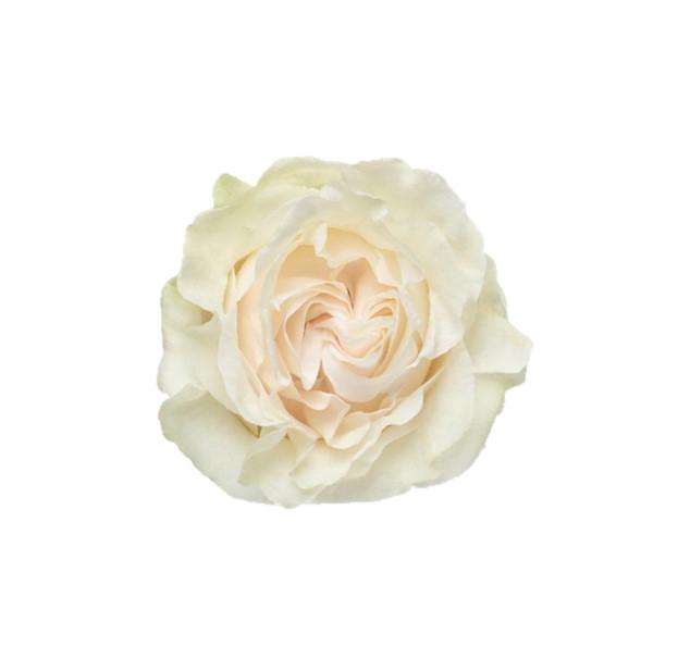 10x Rosa cotton x-pression 50cm