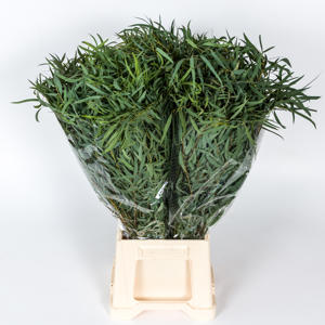 5x Sg eucalyptus nicholii 70cm