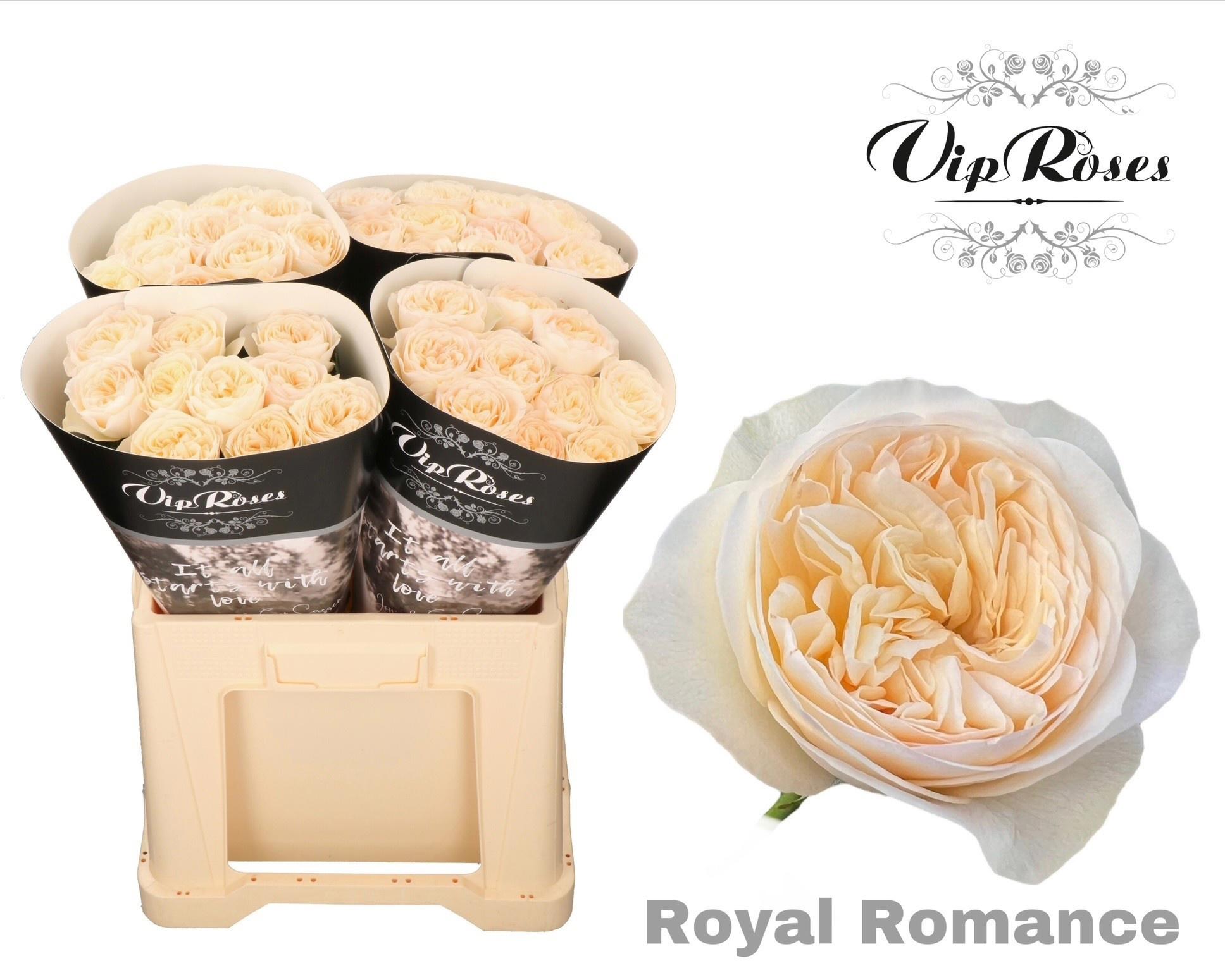 10x Rosa royal romance 60cm