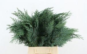 50x Ko thuja blauw 50cm