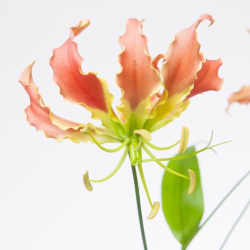 5x Gloriosa exotic orange 80cm