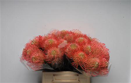 10x Leucos.ayoba pink 40cm