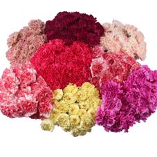 160x Dian.st.mix var.in fust 50cm