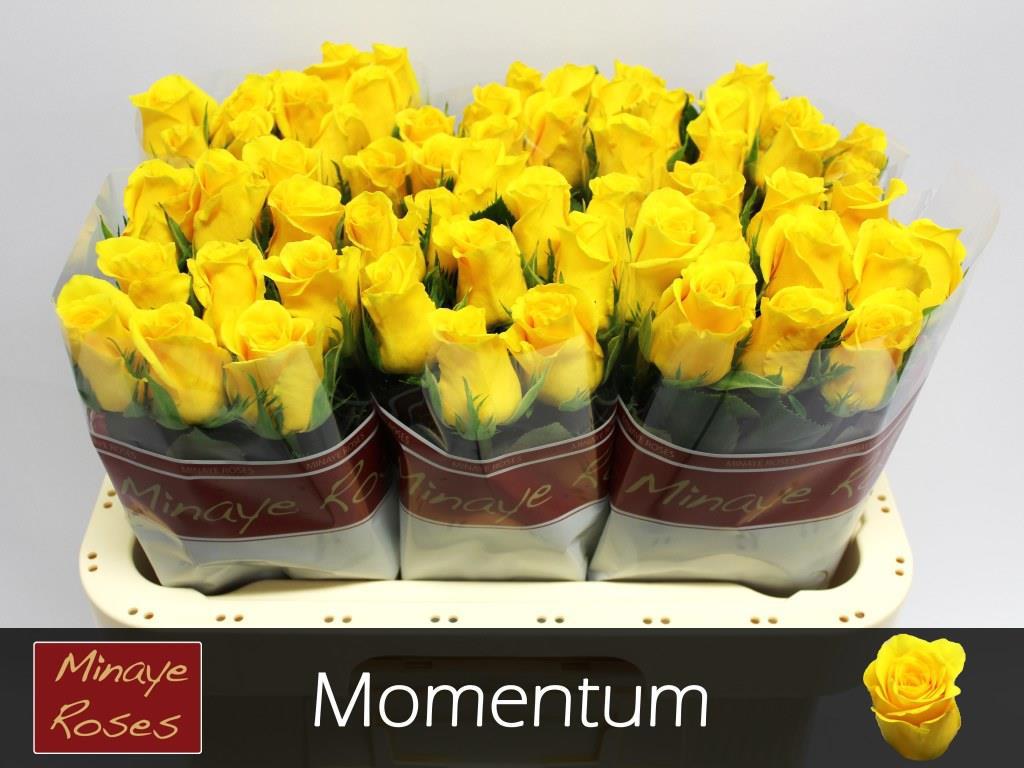20x Rosa momentum+ 60cm