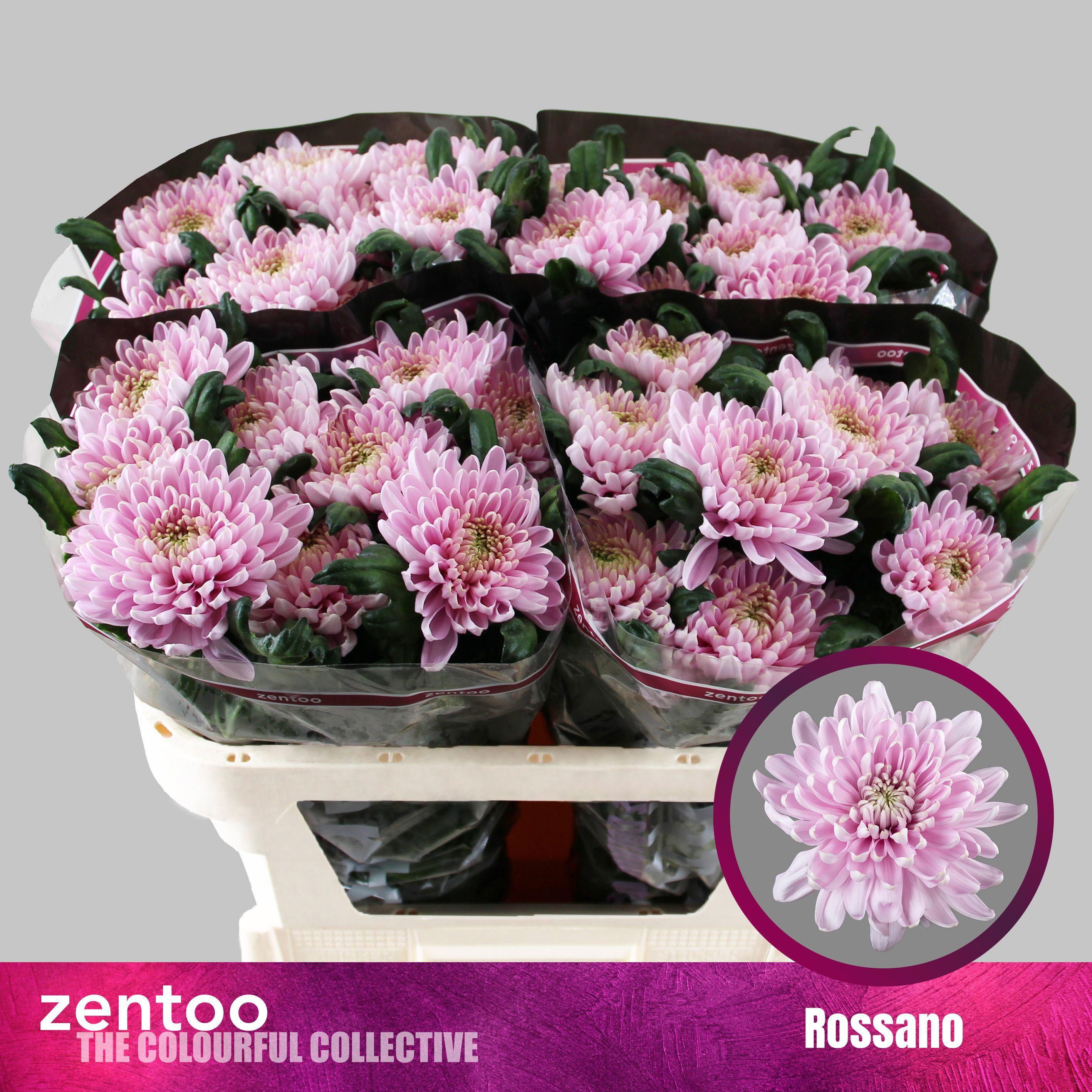 10x Chrysant rossano 70cm