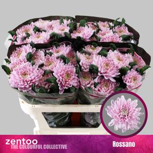 10x Chrysant rossano 70cm