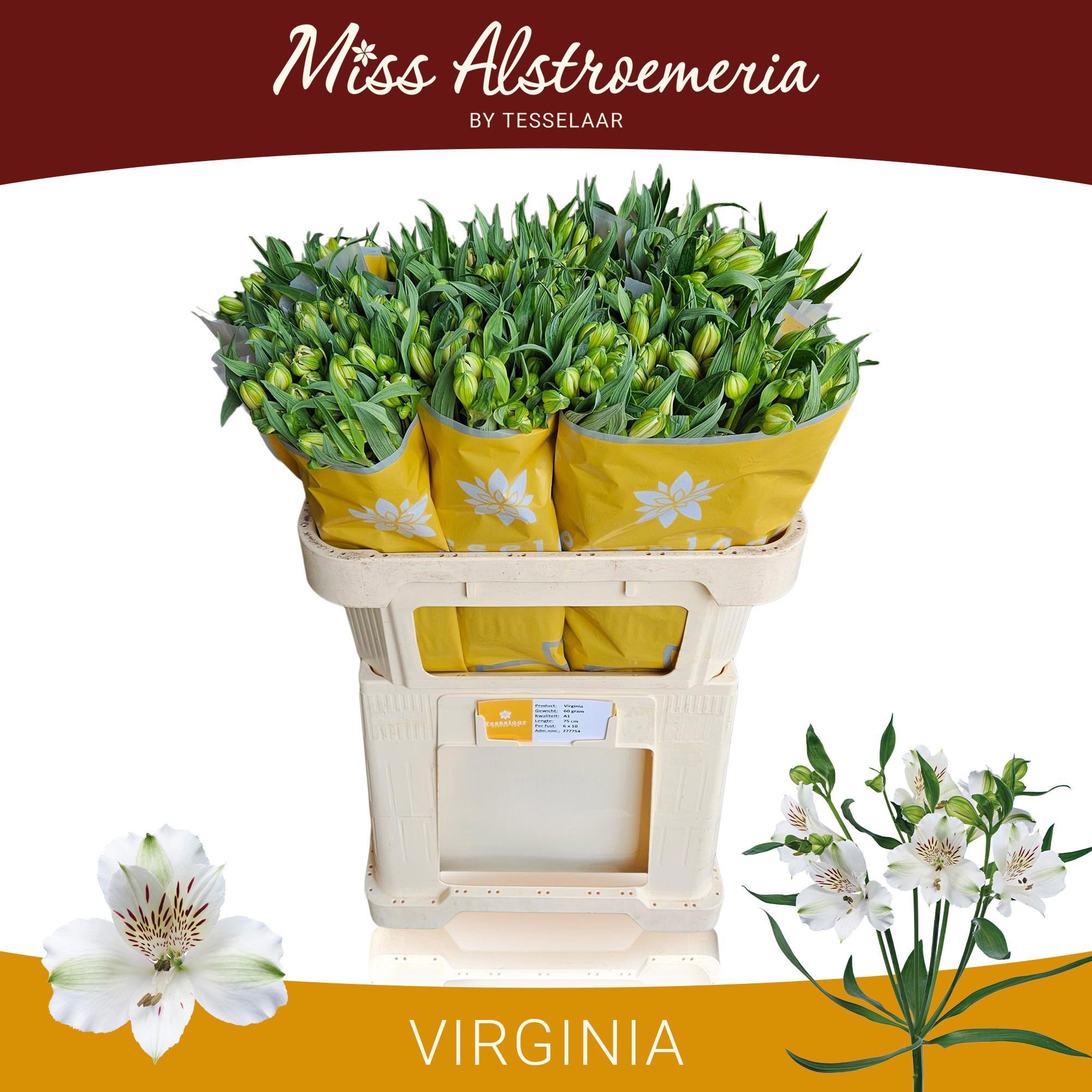 10x Alstroemeria virginia 70cm