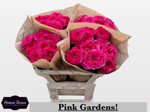 10x Rosa pink gardens! 70cm