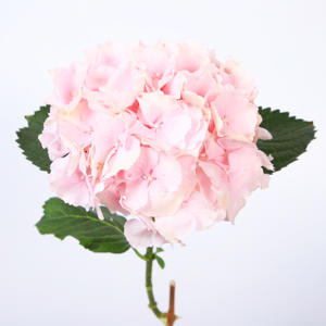10x Hydr.verena 60cm