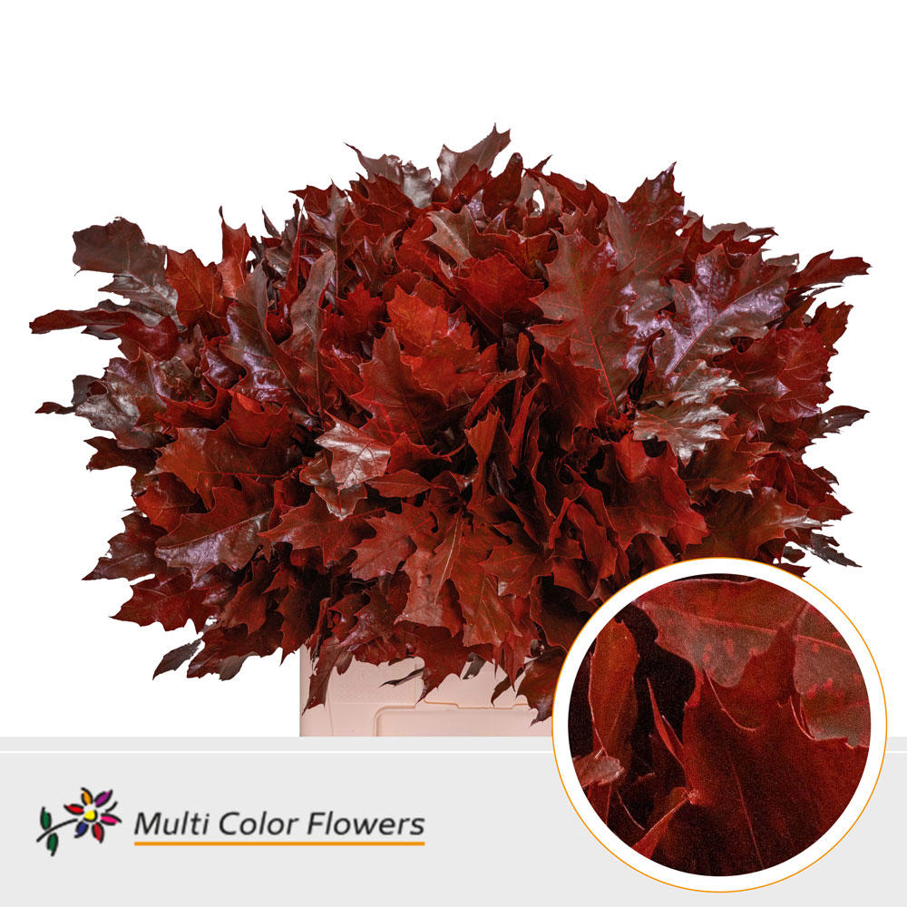 100x Sg quercus rubra overig 60cm
