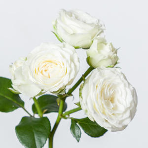 10x Rosa white lady 70cm