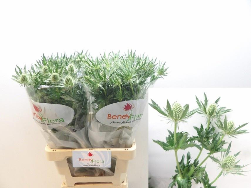 10x Eryngium mag.white lagoon 70cm