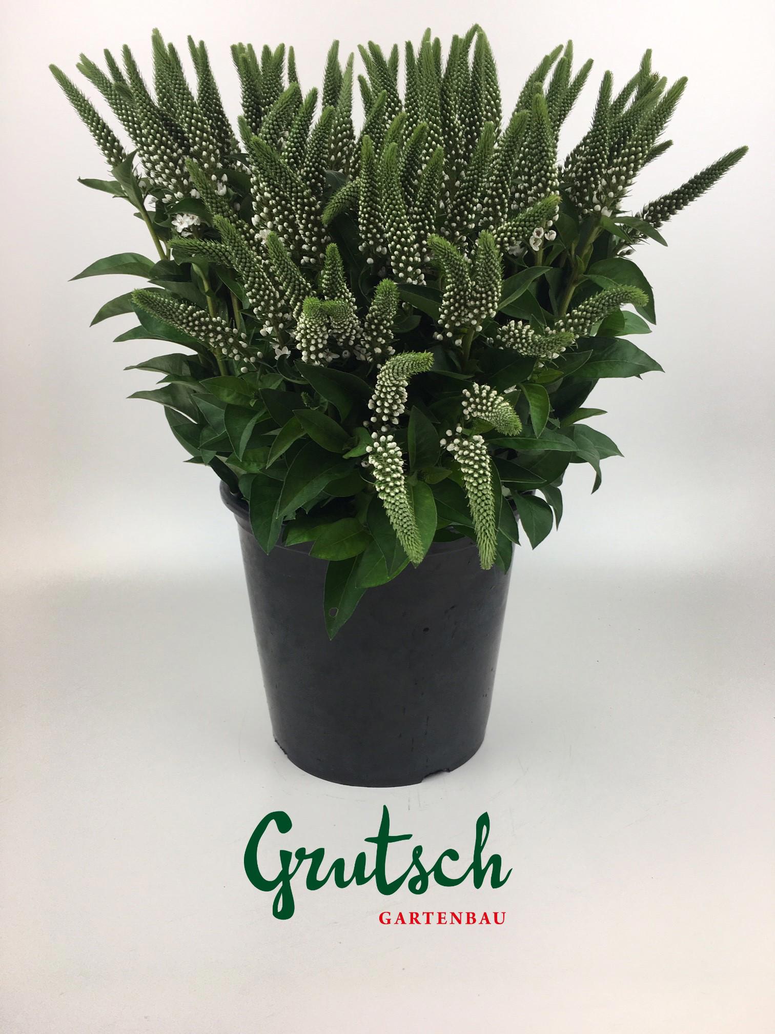 1x Lysimachia - wit 50cm