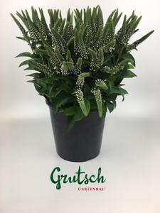 1x Lysimachia - wit 50cm