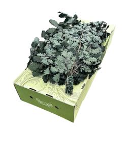 5x Dc quercus groen gestabiliseerd 50cm