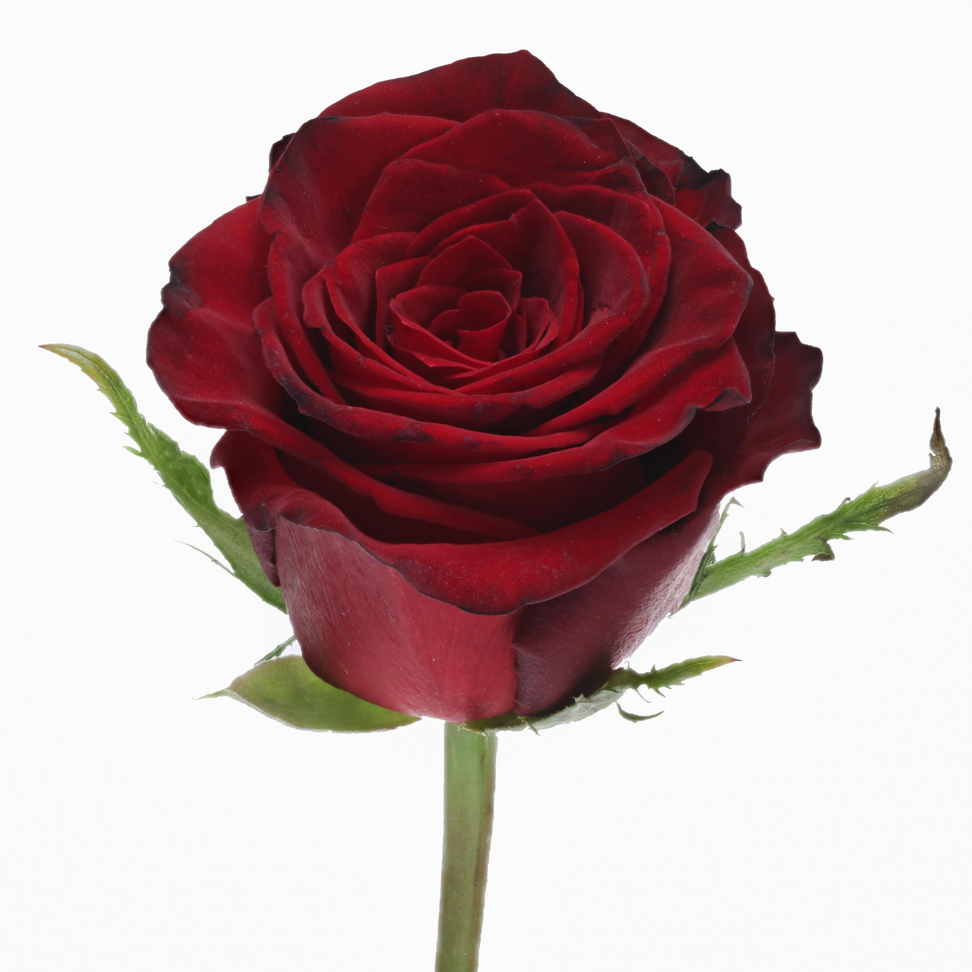 20x Rosa monte carlo 60cm