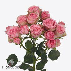 10x Rosa elisana 40cm