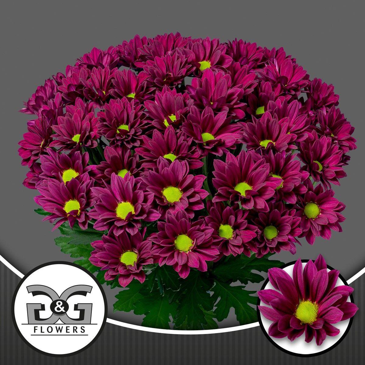 10x Chrysant purple star 70cm