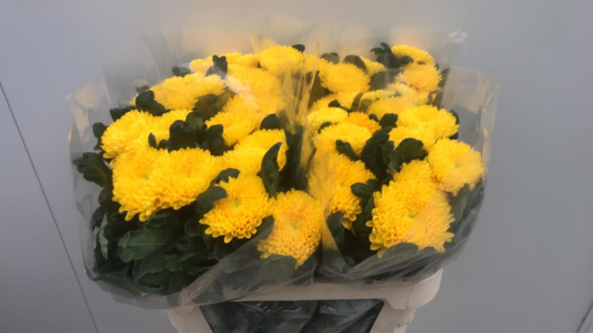 10x Chrysant migoli g 70cm