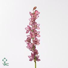 10x Mini cymb.boudi 60cm