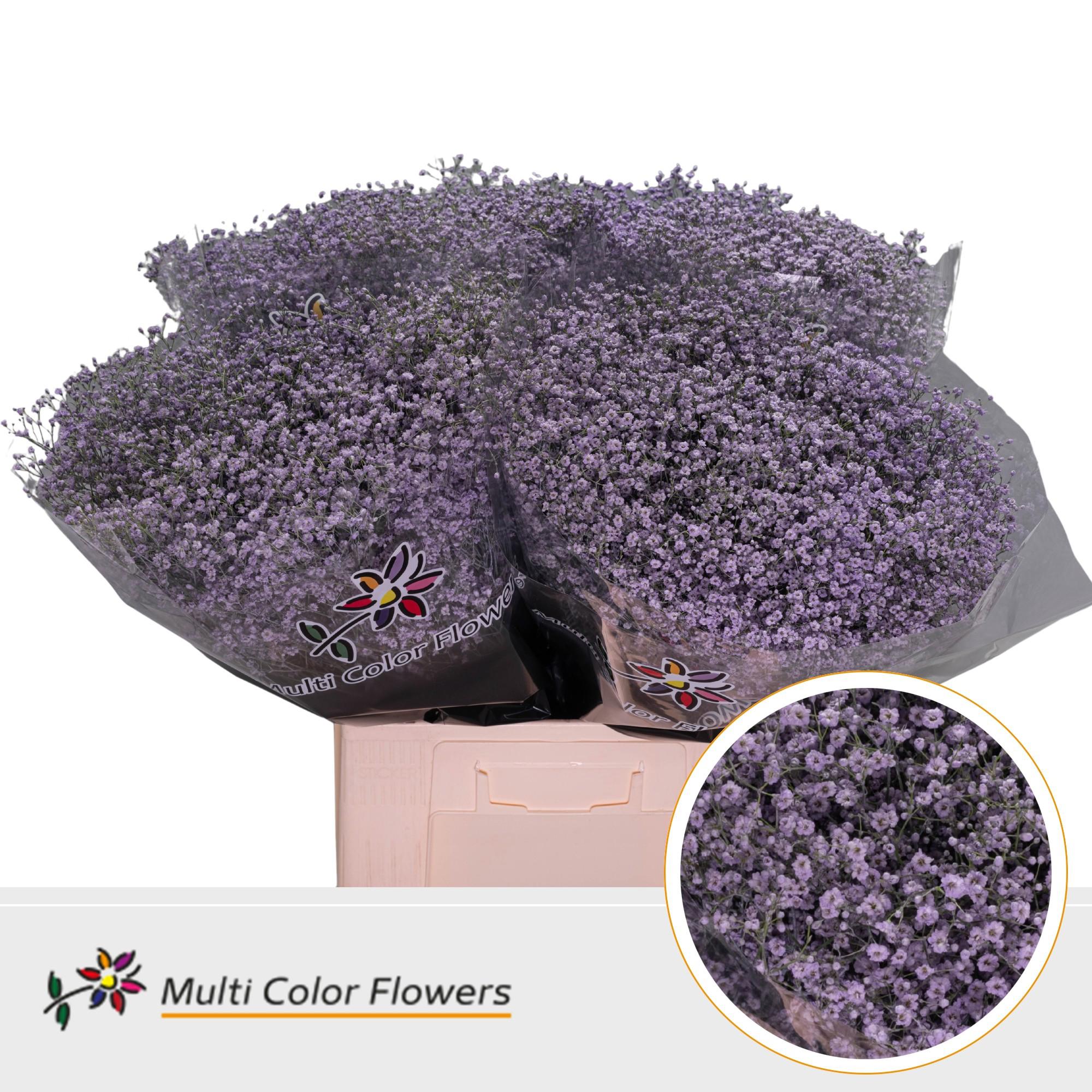25x Gipskruid m.stars milka 70cm