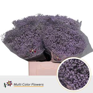 25x Gipskruid m.stars milka 70cm