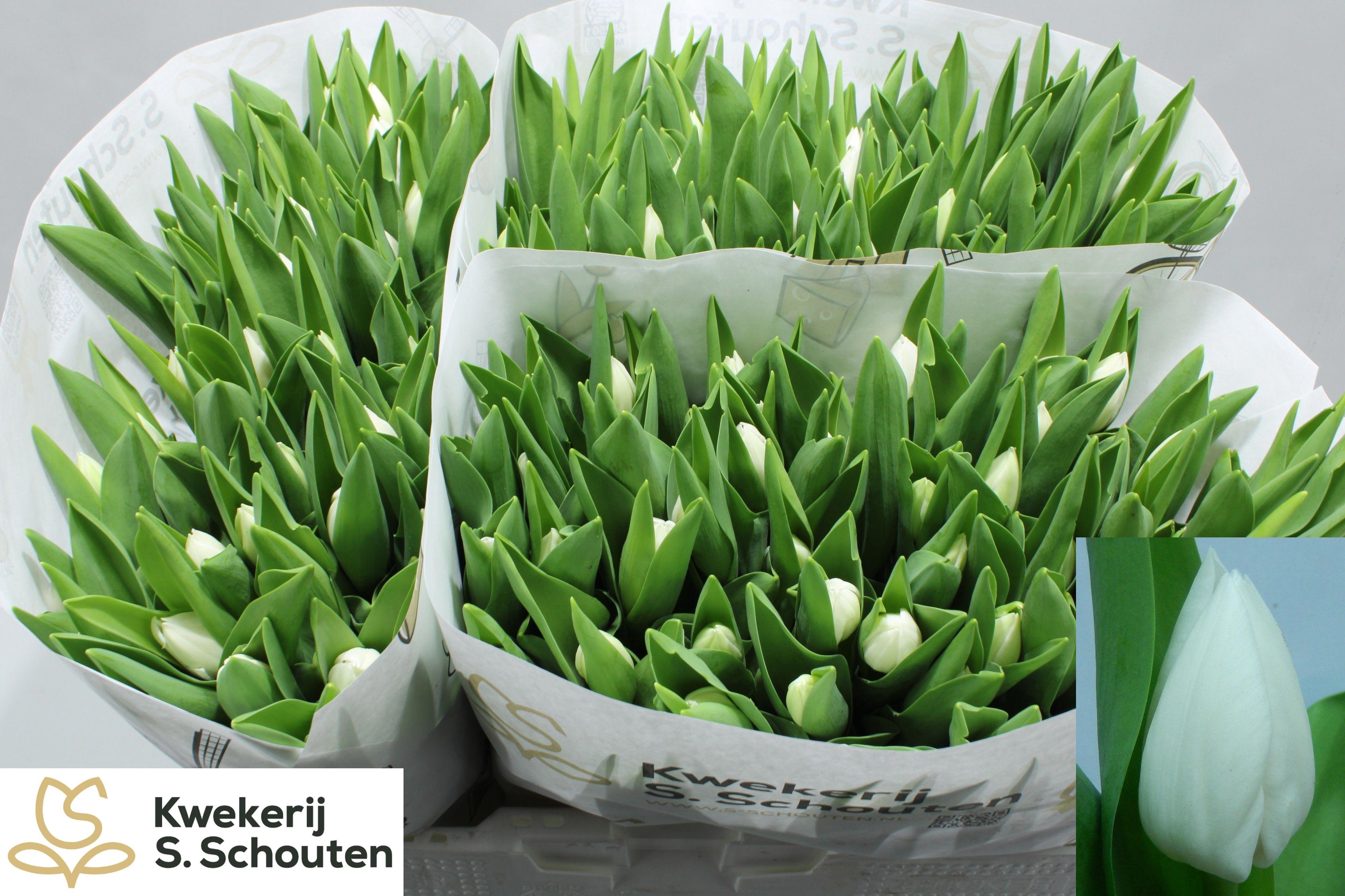 50x Tulipa royal virgin en 40cm