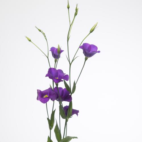 10x Eust.botanic blue en 70cm