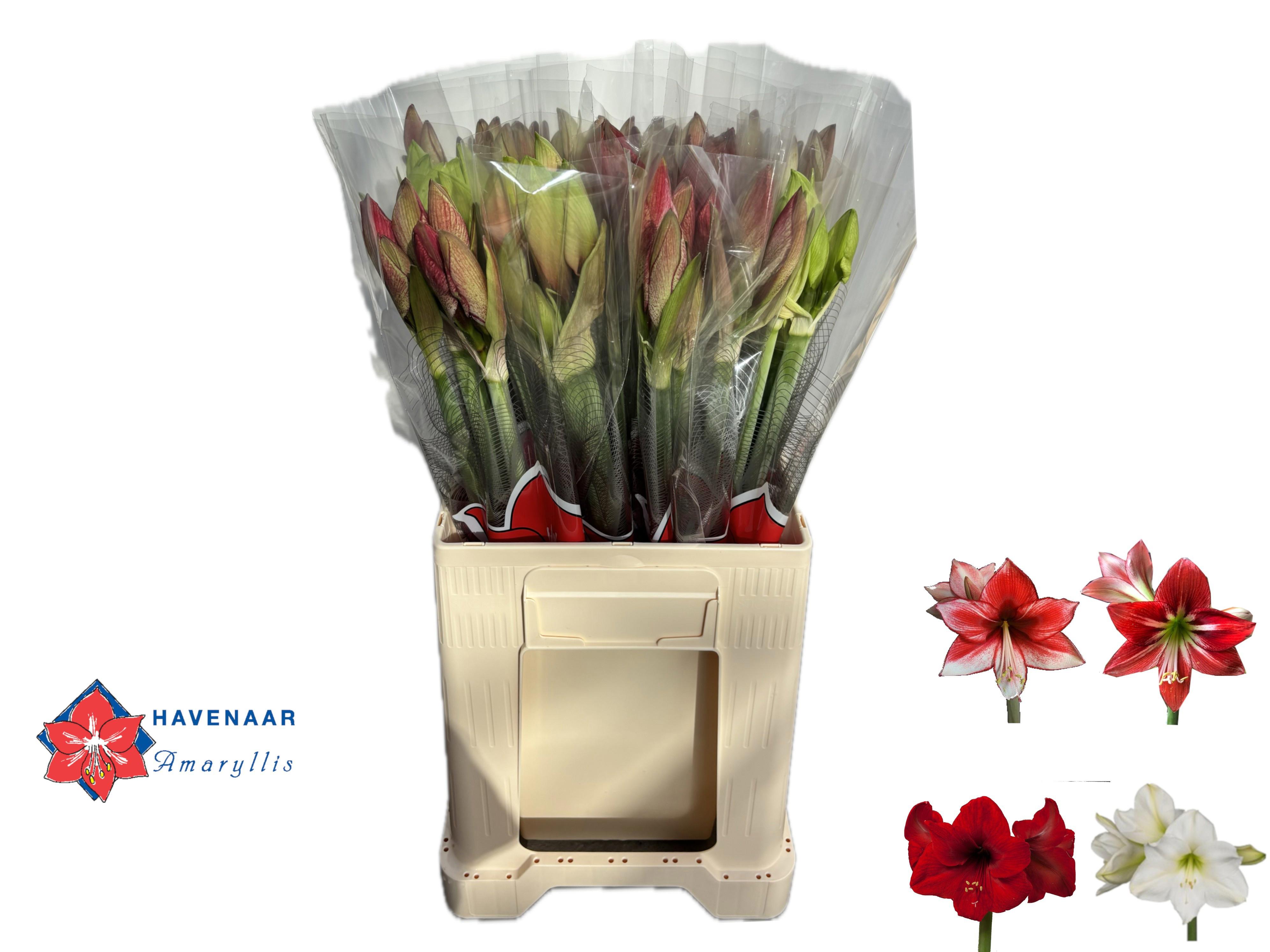 10x Hipp.mix var. 60cm