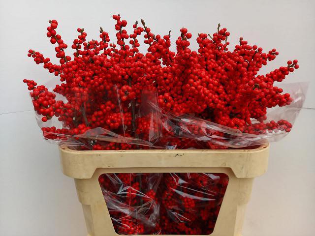 10x Ilex brit buys 80cm