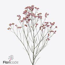 25x Lim.blush diamond 60cm