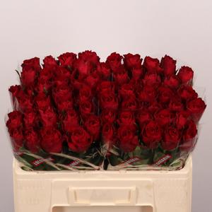 20x Rosa madam red 50cm