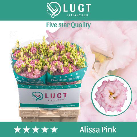 10x Eust.alissa pink du 70cm
