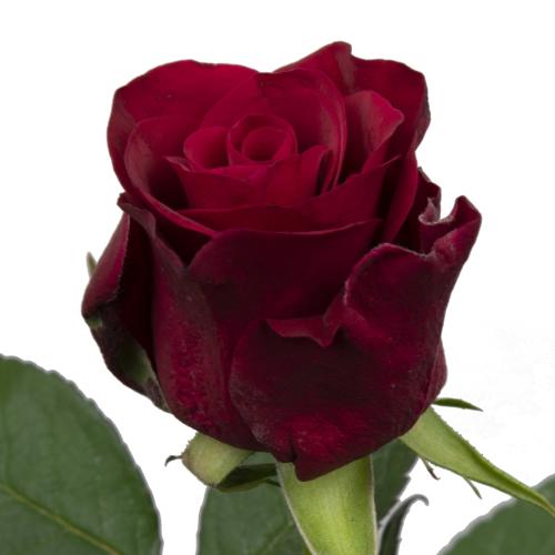 20x Rosa red tacazzi+ 50cm