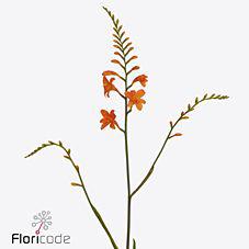 20x Crocosm.peach melba 80cm