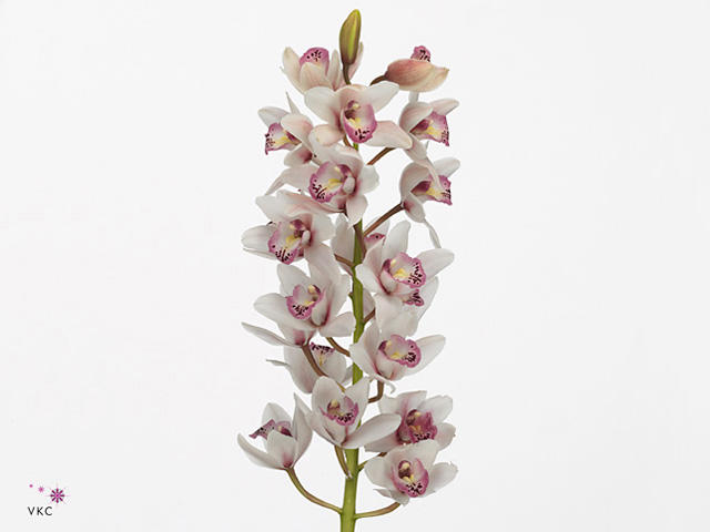 20x Mini cymb. - roze 40cm