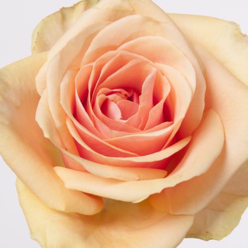 20x Rosa alchemy 40cm