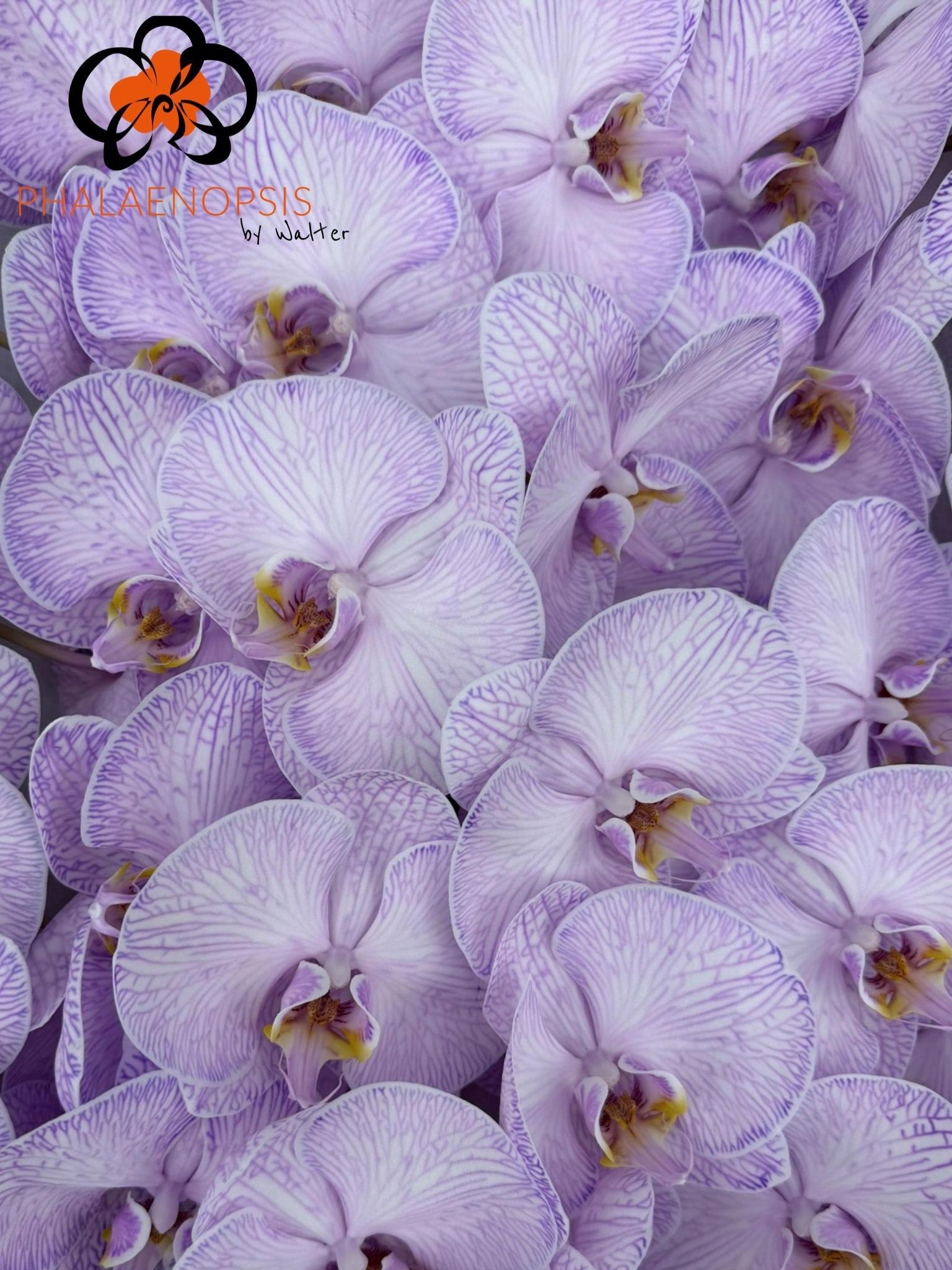 10x Phal. violet tak 80cm