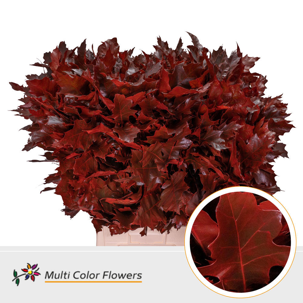 20x Sg quercus rood 80cm
