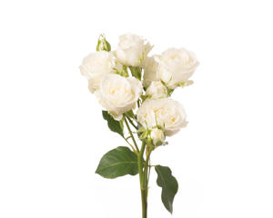 10x Rosa wedding party 70cm