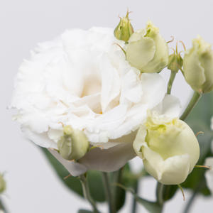 10x Eust.celeb chrystal du 70cm