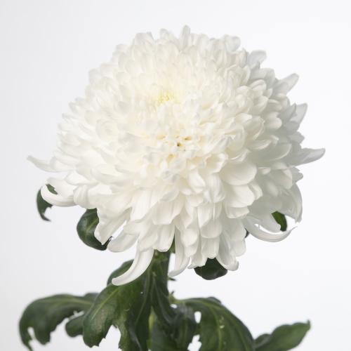 10x Chrysant tutu 70cm
