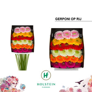 25x Germ.pomponi mix var.op rij 70cm