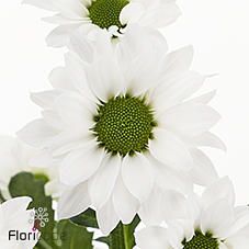 25x Chrysant san.inzell 50cm
